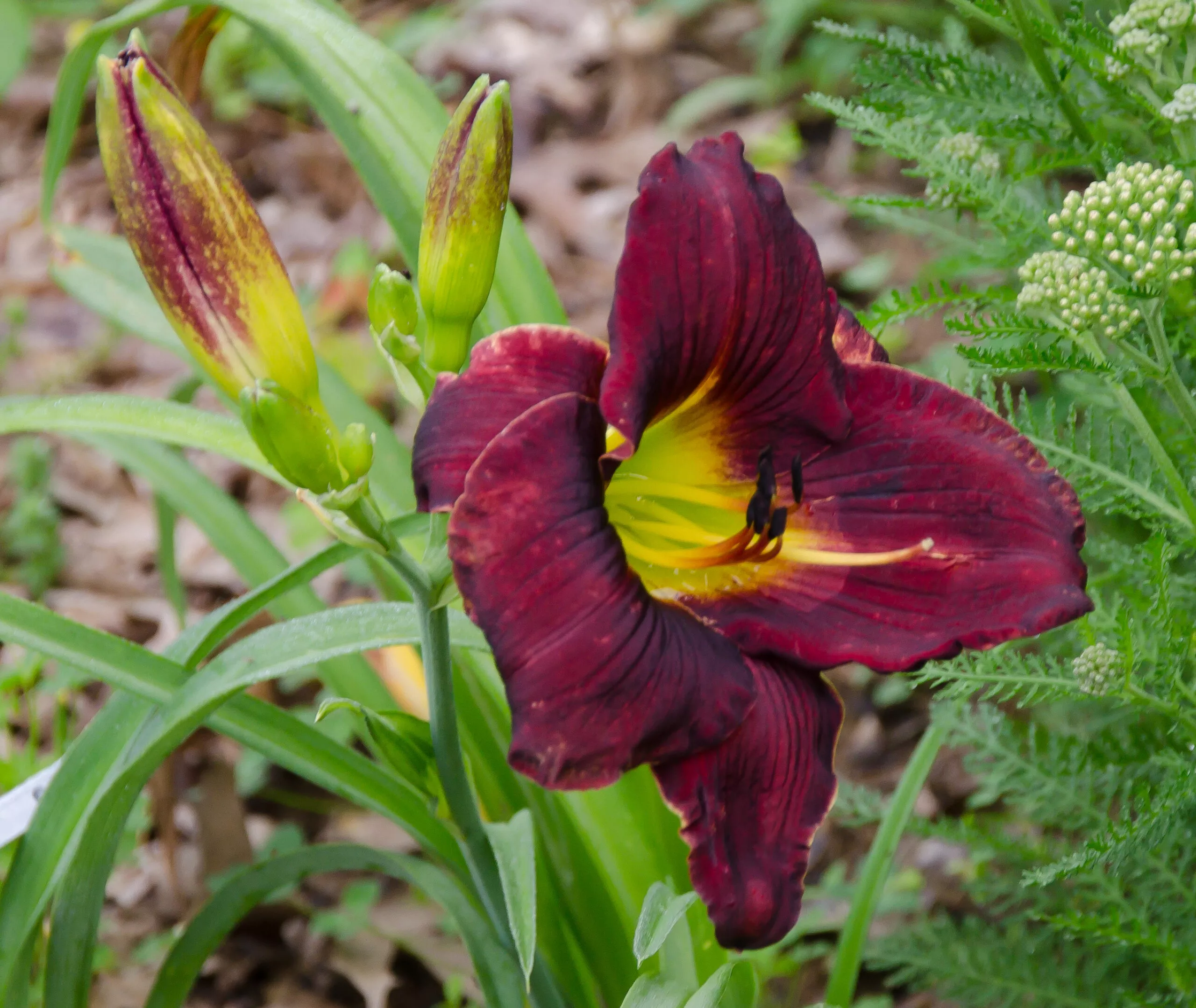 Daylily Vintage Bordeaux