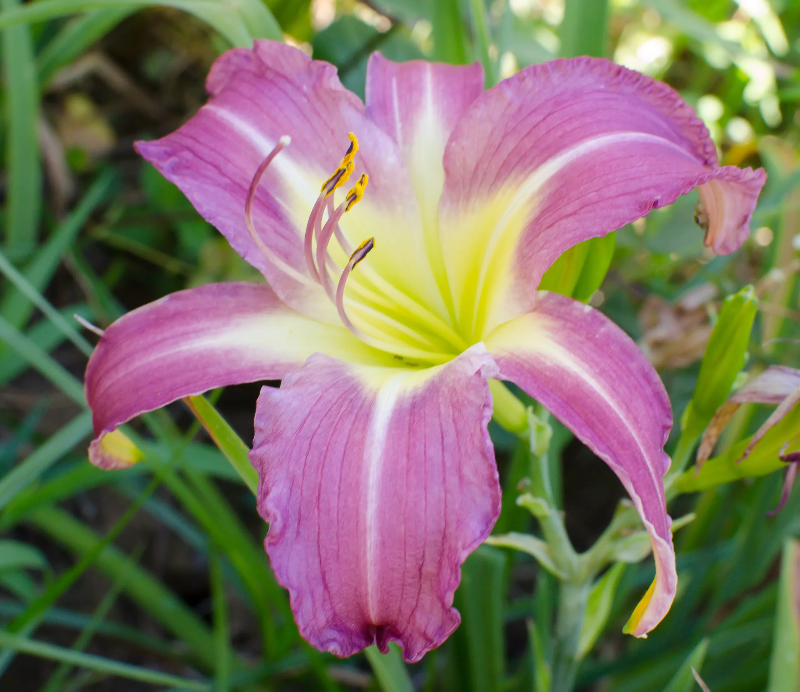Daylily Wilson Spider