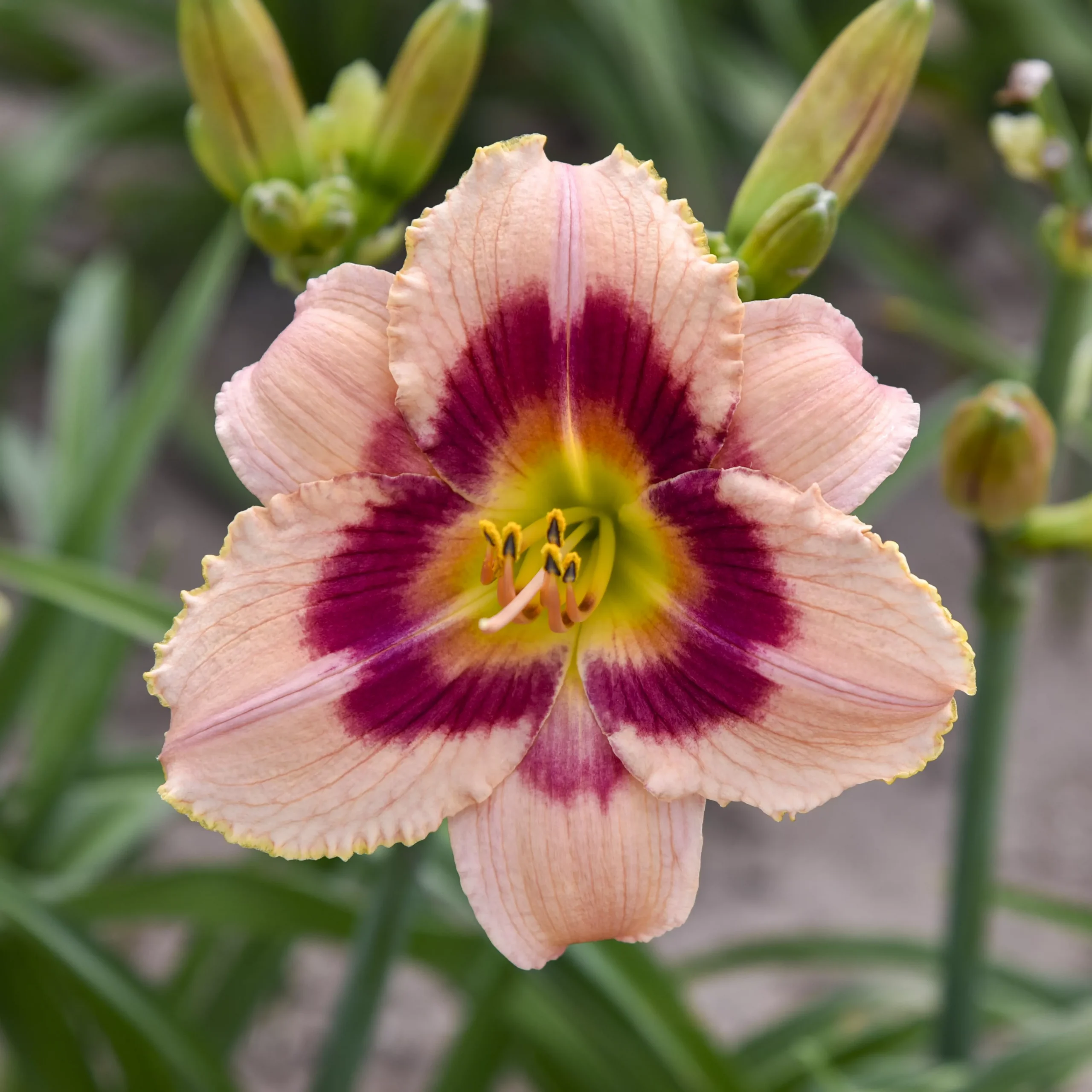 Daylily - Wineberry Candy