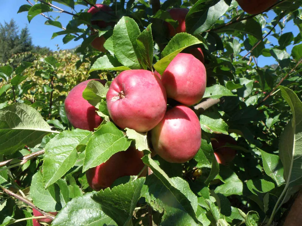 Dayton Apple – Dwarf (4′-5′)