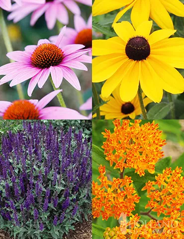 Deer Resistant Sun Garden Collection
