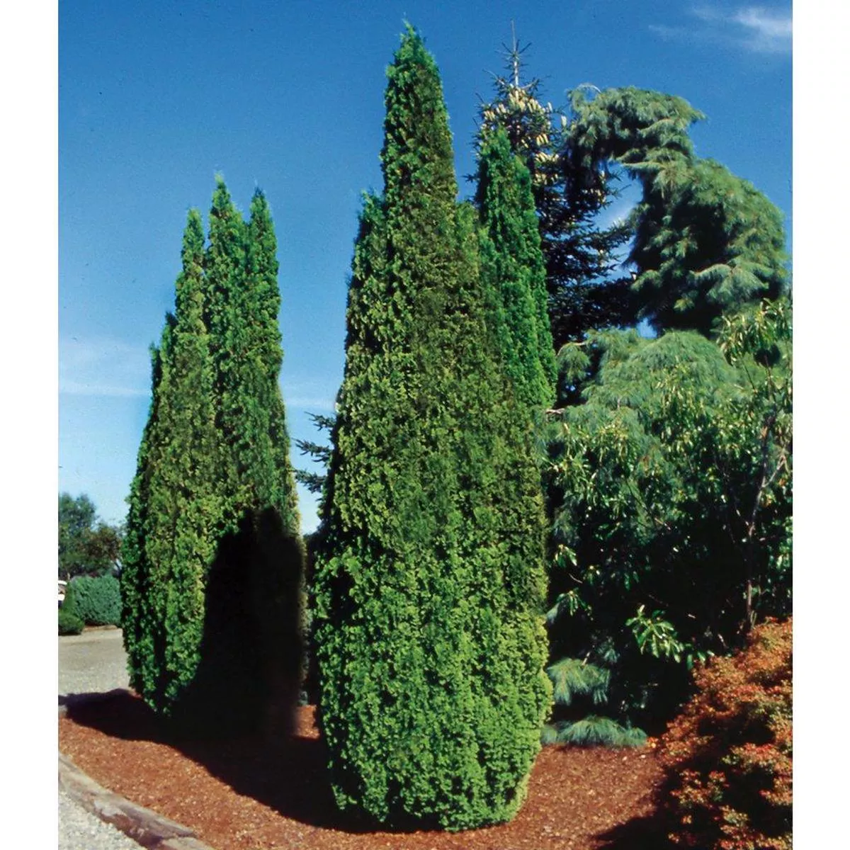 Degroot ’s Spire Eastern Cedar # 10 Container (150cm)