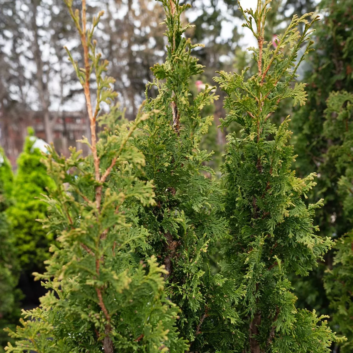 Degroot ’s Spire Eastern Cedar