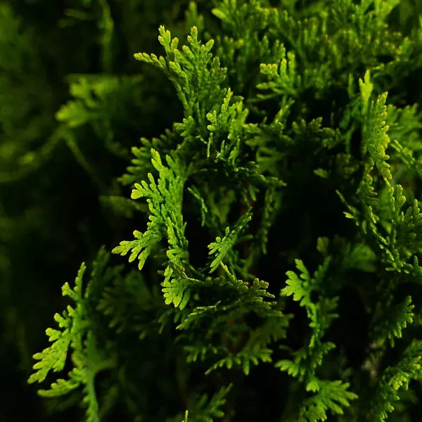 DeGroots Spire Arborvitae