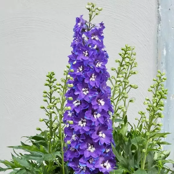 Delgenious™ Glitzy Delphinium