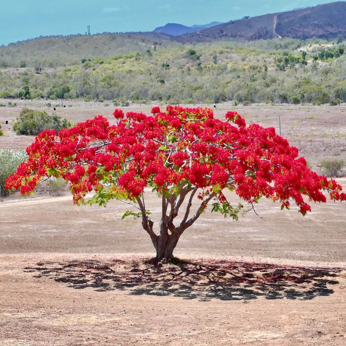 Delonix regia