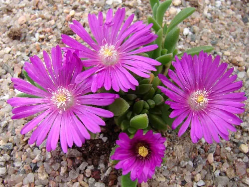 Delosperma ashtonii