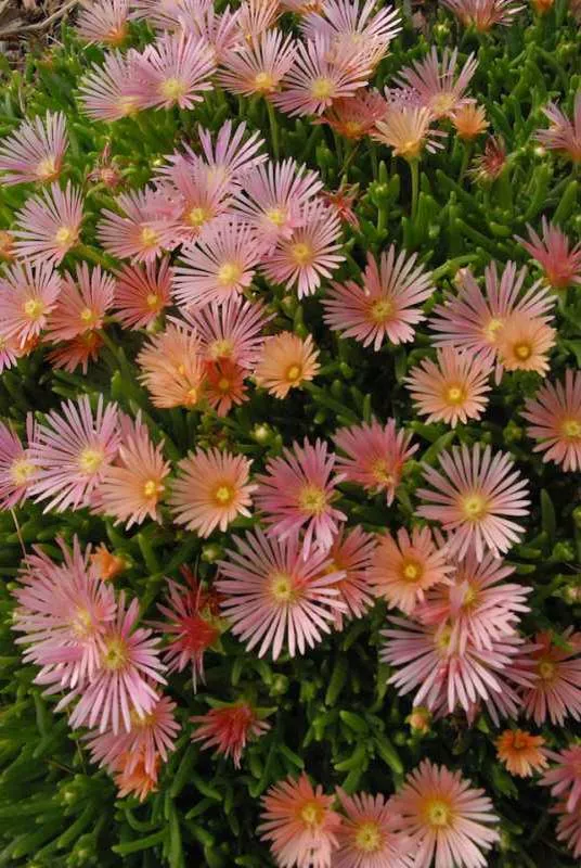 Delosperma ‘Kelaidis’ PP13867