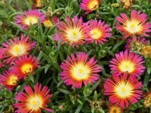 Delosperma n. 'Hot Pink Wonder' PPAF (10)ct Flat