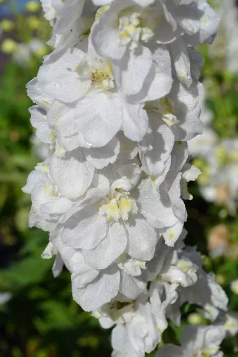 Delphinium - Aurora White