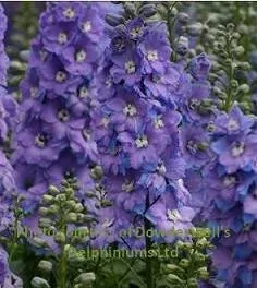 Delphinium e. 'Morning Lights' (30)ct Flats