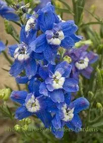 Delphinium g. 'Summer Cloud'(30)ct Flats
