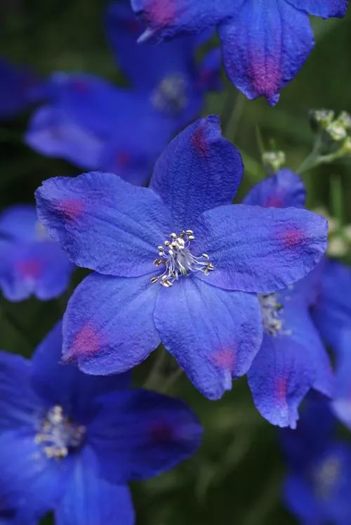 Delphinium Larkspur "Blue Butterfly"