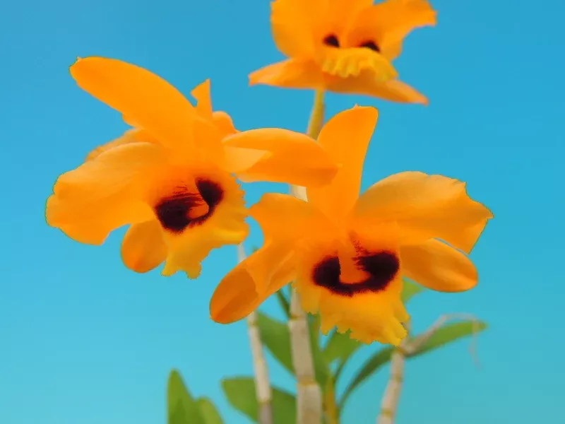 Dendrobium denneanum