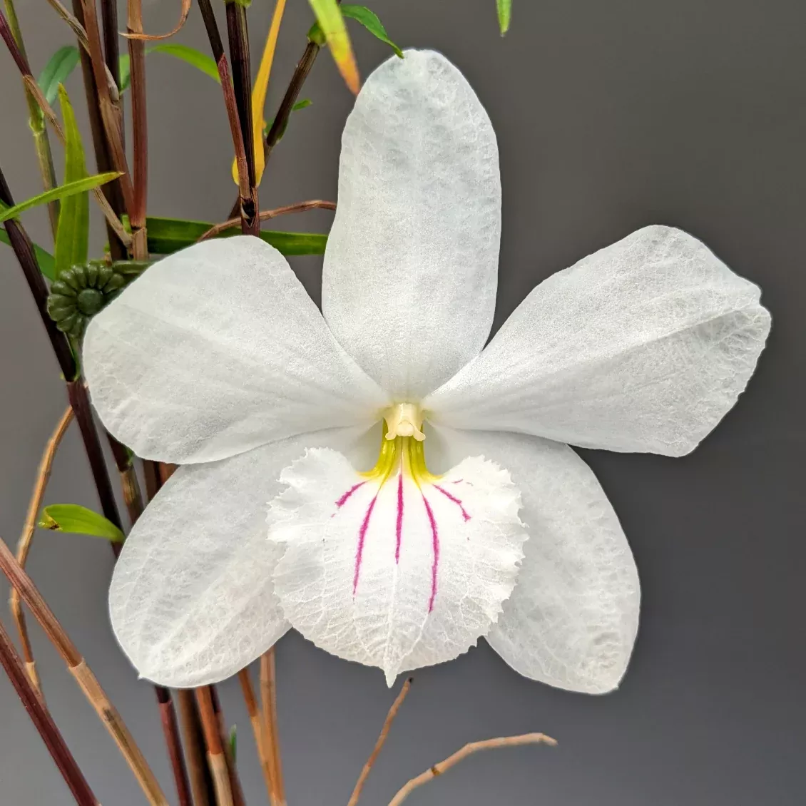 Dendrobium papilio - large flower form