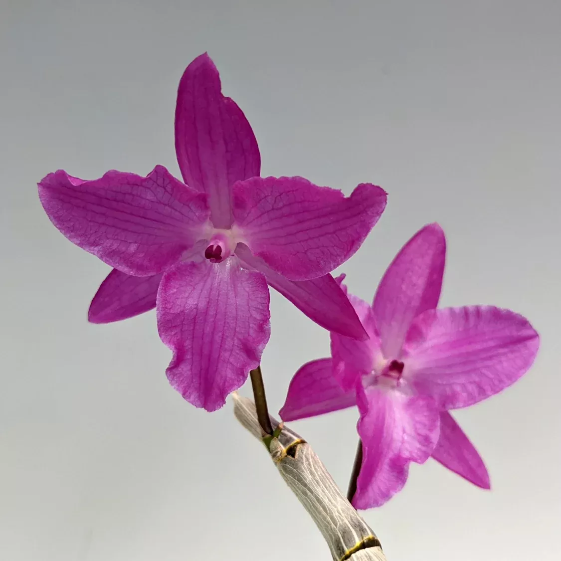 Dendrobium parishii var. petaloid