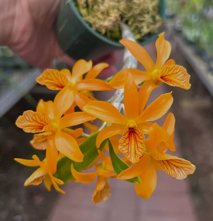 Dendrobium Sheng Yi Bumblebee