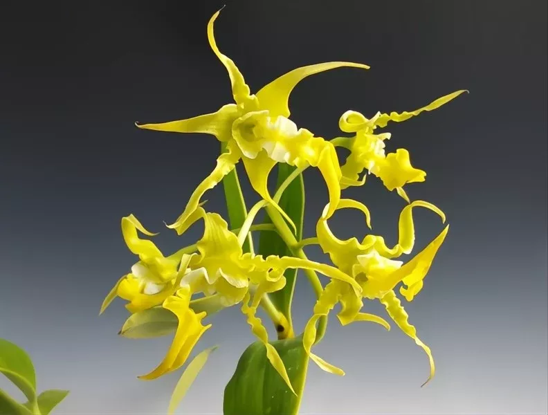 Dendrobium spectabile f. aureum