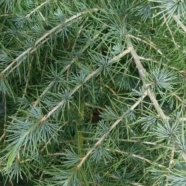 Deodar Cedar – 15 Gallon ( 3 – 4 ft. )