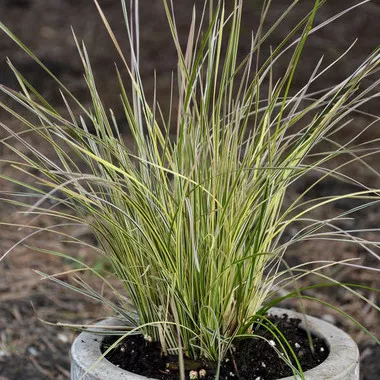 Deschampsia c. 'Northern Lights'(30)ct Flat