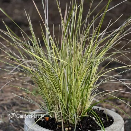 Deschampsia 'Northern Lights' - One Quart Pot