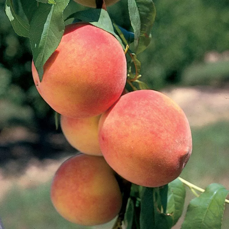 Desertgold Peach Tree