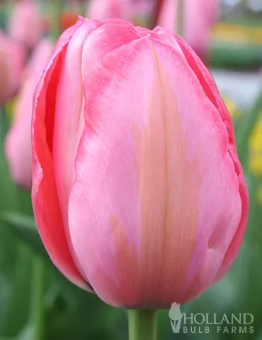 Design Impression Darwin Hybrid Tulip