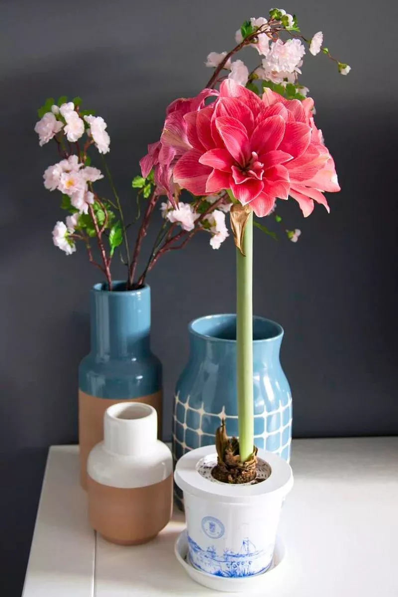 DeVroomen Amaryllis Double Dream Bulb 1/Pack