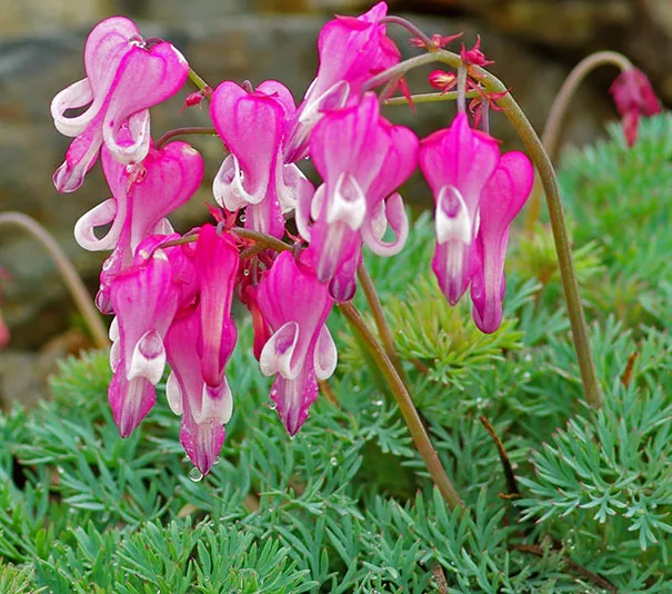 DiacentraBleeding Heart"Luxuriant"