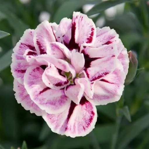 Dianthus 'Capitán™ White + Purple' - One Quart Pot