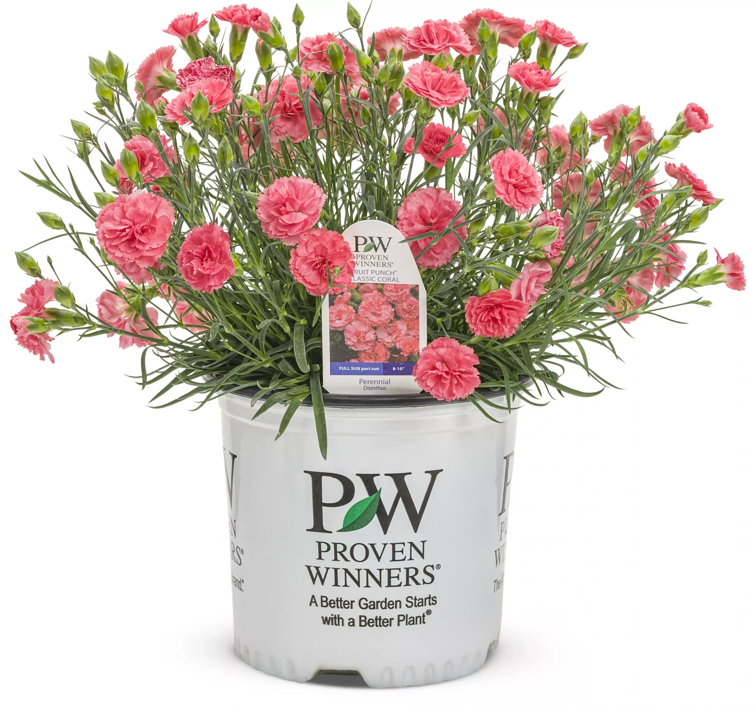 Dianthus Classic Coral