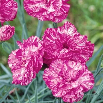 Dianthus Cottage or Maiden Pinks"Star Single"