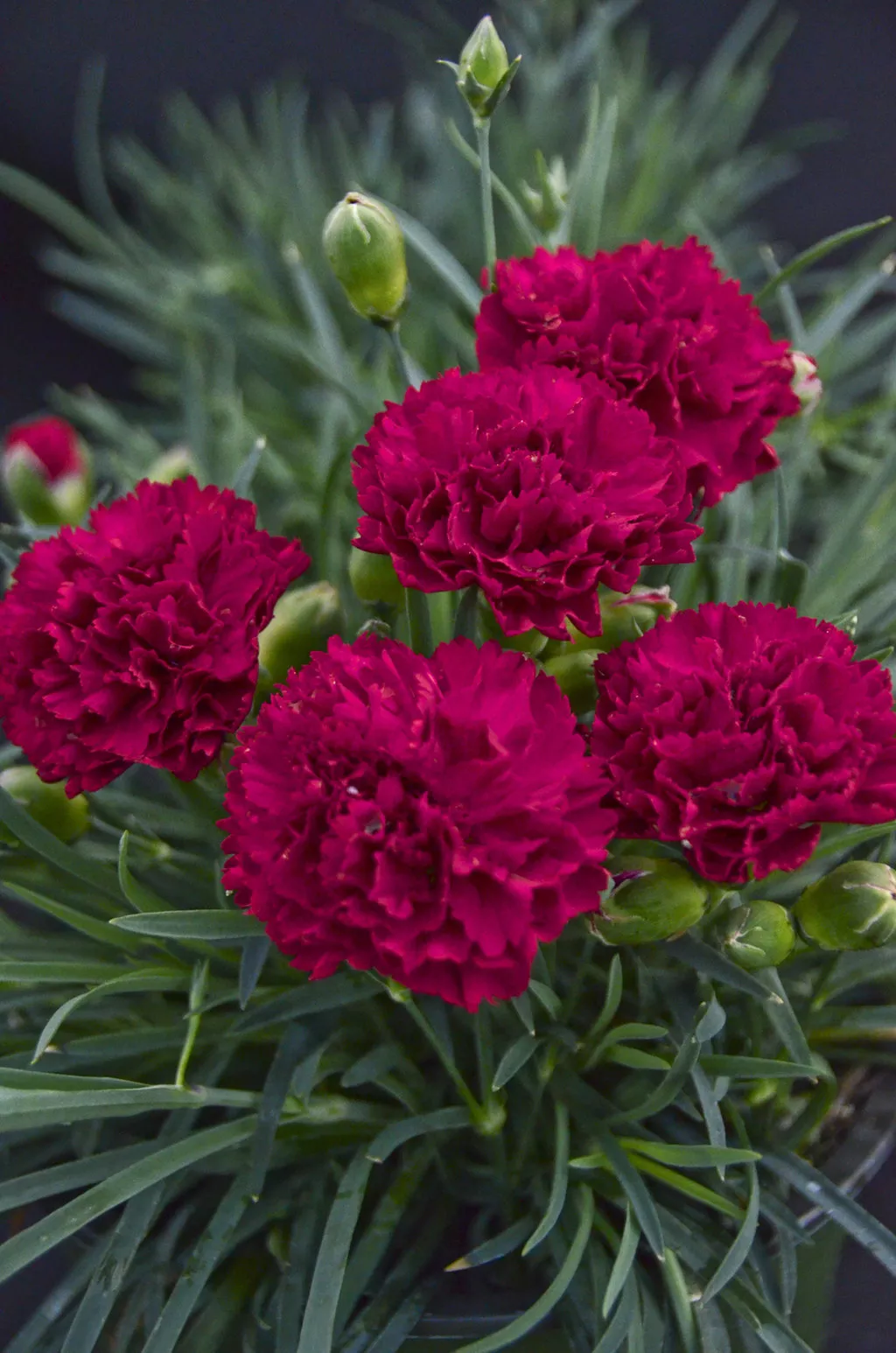 Dianthus Cranberry Cocktail