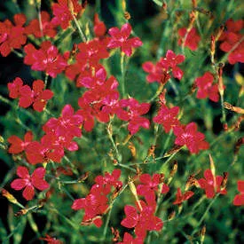 Dianthus deltoides ‘Vampire’
