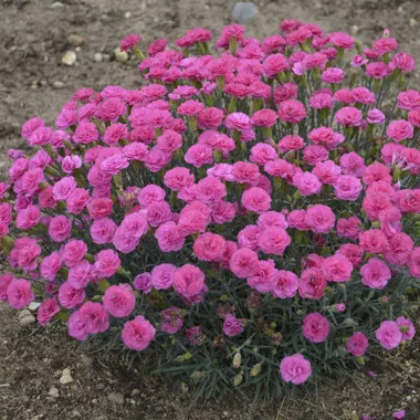 Dianthus 'Double Bubble' PP29972 (30)ct Flat