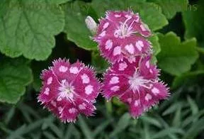 Dianthus 'Firecracker' PPAF (30)ct Flat