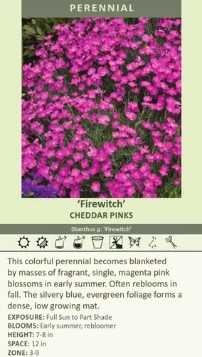 Dianthus g. 'Firewitch' (4) 1-gallons