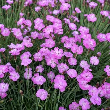 Dianthus g. Tiny Rubies