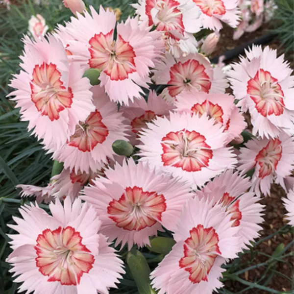 Dianthus - Georgia Peach Pie