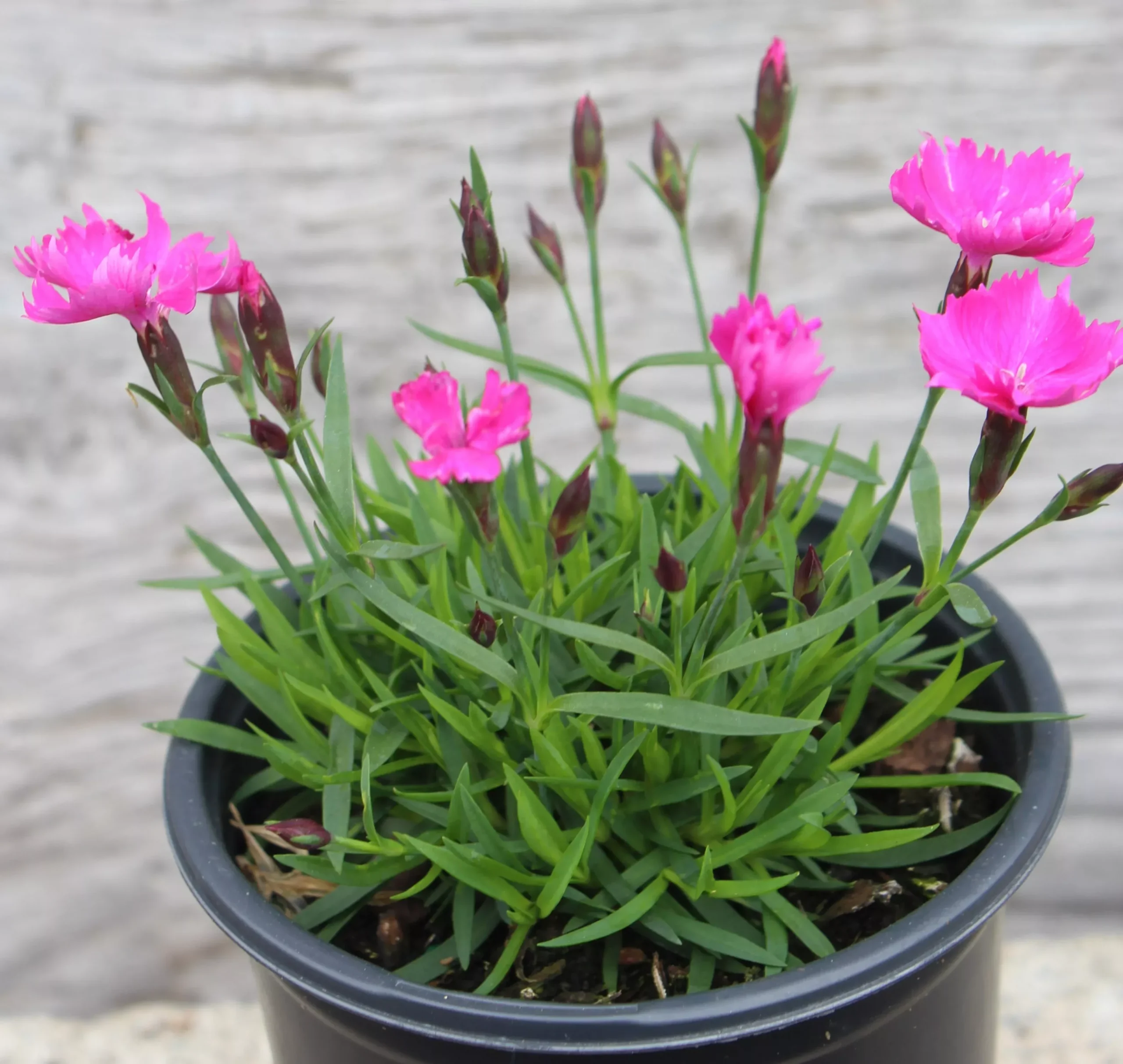 Dianthus Kahori 1g