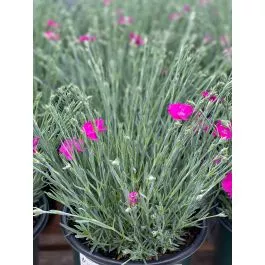 Dianthus, Neon Star