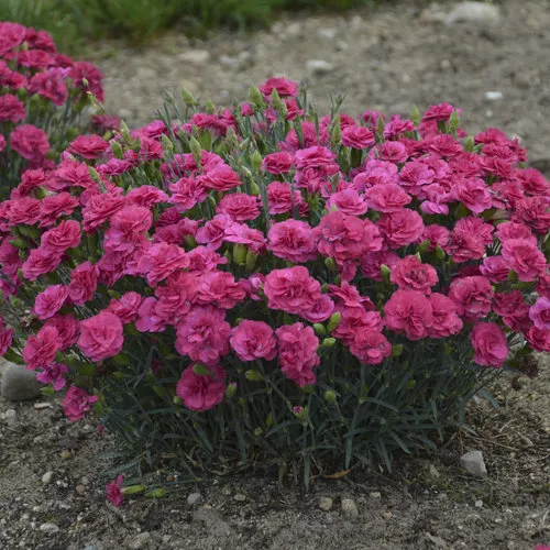Dianthus Raspberry Ruffles