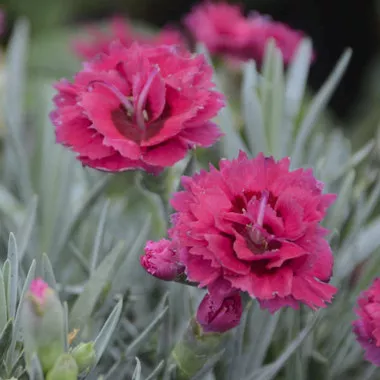 Dianthus 'Razzlepop' PPAF (30)ct Flat