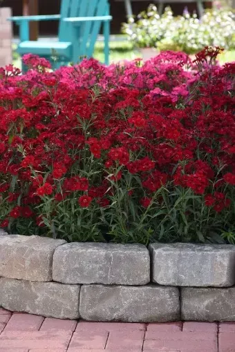 Dianthus 'Rockin'™ Red' - One Quart Pot