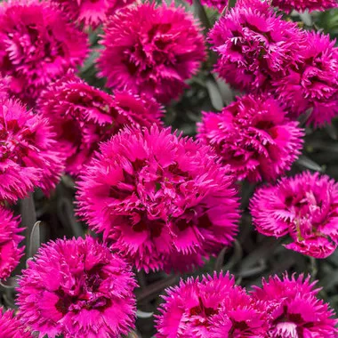 Dianthus 'Spiked Punch' PP28635 (30)ct Flat