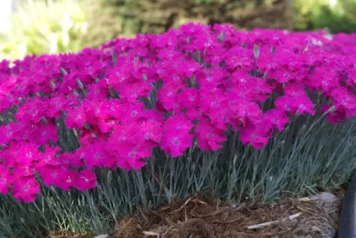 Dianthus Star™ Single 'Neon Star' - One Quart Pot