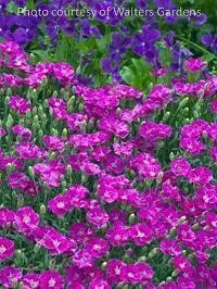 Dianthus x. 'Shooting Star' PP14895 (10)ct Flat
