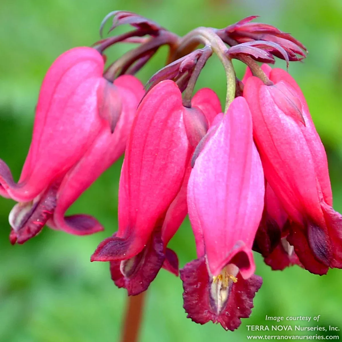 Dicentra Amore Rose Qrt. Bleeding Heart CF