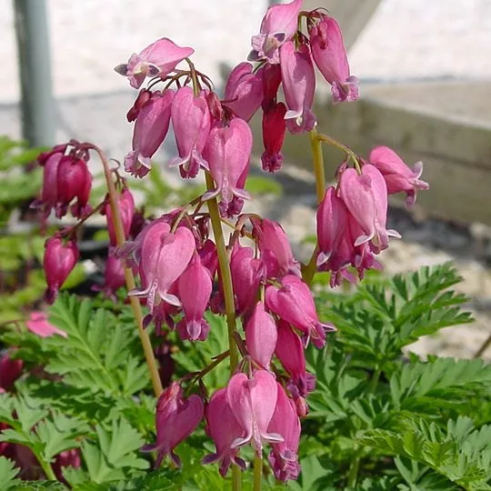 Dicentra Bleeding Heart "Luxuriant"
