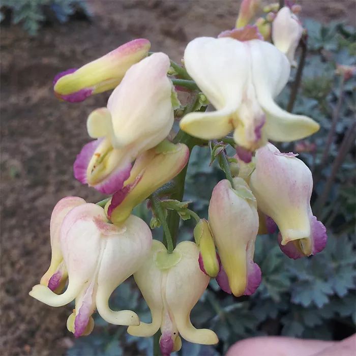 Dicentra ‘Love Hearts’